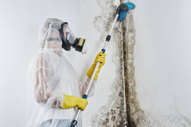 Best DIY Mold Remediation Support Services in Tuttle, OK