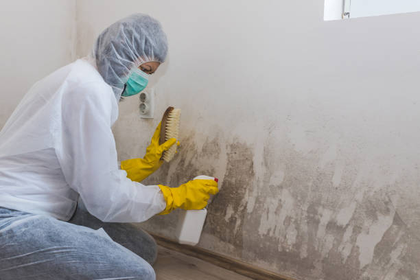 Best Attic Mold Remediation in Tuttle, OK