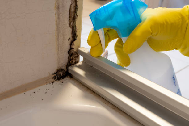 Best Basement Mold Remediation in Tuttle, OK