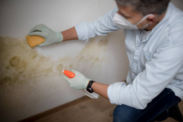 Best Health and Safety Mold Remediation in Tuttle, OK