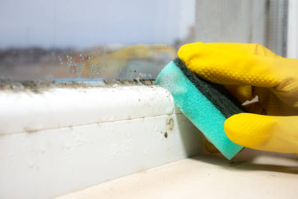 Best Commercial Mold Remediation in Tuttle, OK