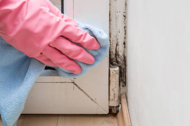 Best Kitchen Mold Remediation in Tuttle, OK