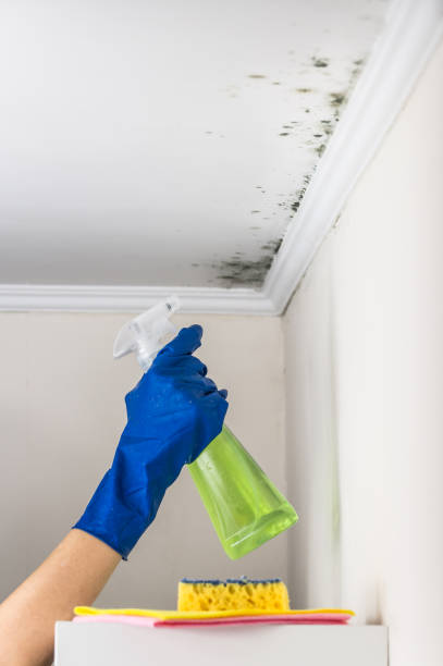 Best HVAC Mold Remediation in Tuttle, OK